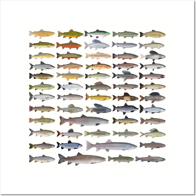 Trout, Char, Grayling, Hucho and Whitefish Group Wall Art by FishFolkArt